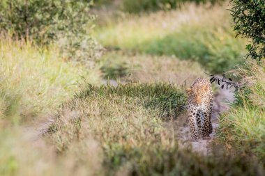 Kameranın doğru yürüyüş leopar.
