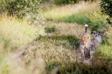 Kameranın doğru yürüyüş leopar.