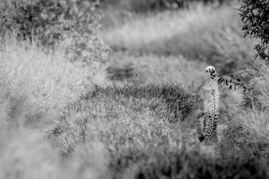 Kameranın doğru yürüyüş leopar.