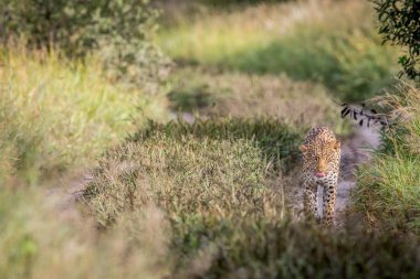 Kameranın doğru yürüyüş leopar.