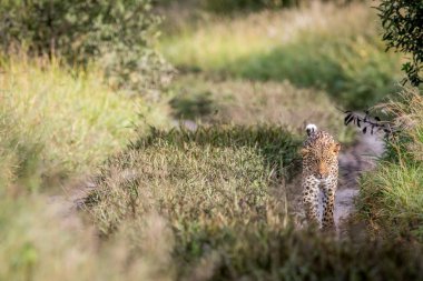 Kameranın doğru yürüyüş leopar.