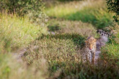 Kameranın doğru yürüyüş leopar.