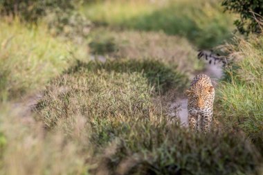 Kameranın doğru yürüyüş leopar.
