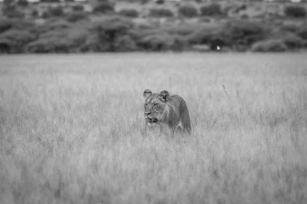 León en la hierba alta en blanco y negro . —  Fotos de Stock