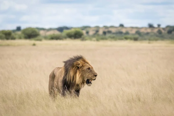 León macho en la hierba alta . — Foto de Stock