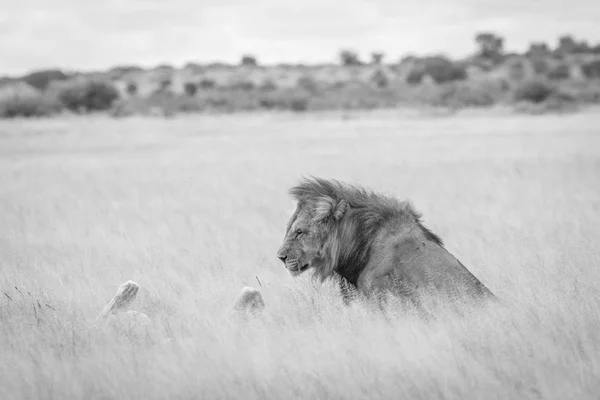 Páření pár lvů ve vysoké trávě. — Stock fotografie