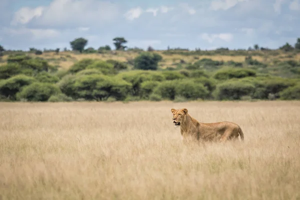 Лев у високій траві . — стокове фото