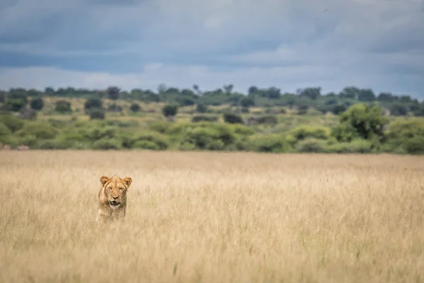 Leão na grama alta . — Fotografia de Stock