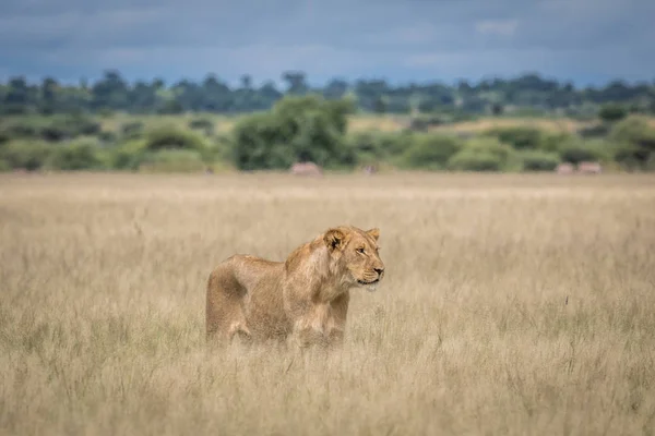 León en la hierba alta . — Foto de Stock