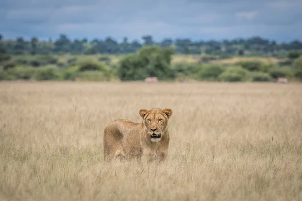 Lejon i det höga gräset. — Stockfoto