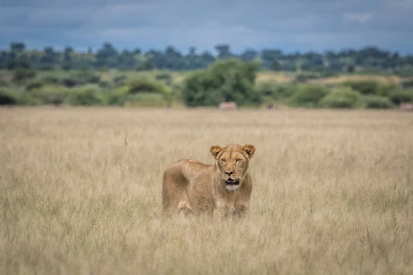Lejon i det höga gräset. — Stockfoto