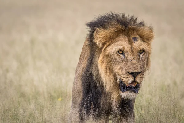 Yüksek çim erkek aslan.