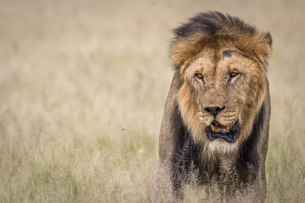 Male Lion in the high grass. — Stock Photo, Image