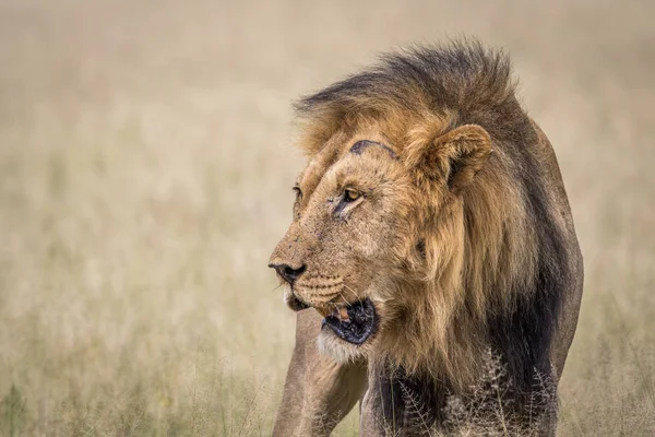 Male Lion in the high grass. — Stock Photo, Image