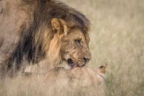 Apareamiento pareja de Leones en la hierba alta . — Foto de Stock