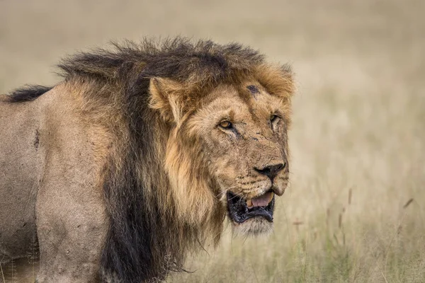 Αρσενικό λιοντάρι στην υψηλή χλόη. — Φωτογραφία Αρχείου