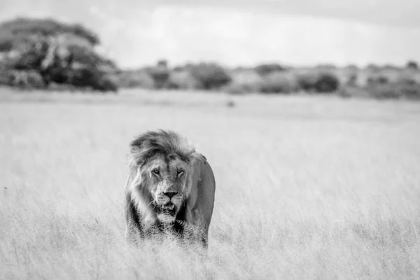 Lejonhane i det höga gräset i svart och vitt. — Stockfoto