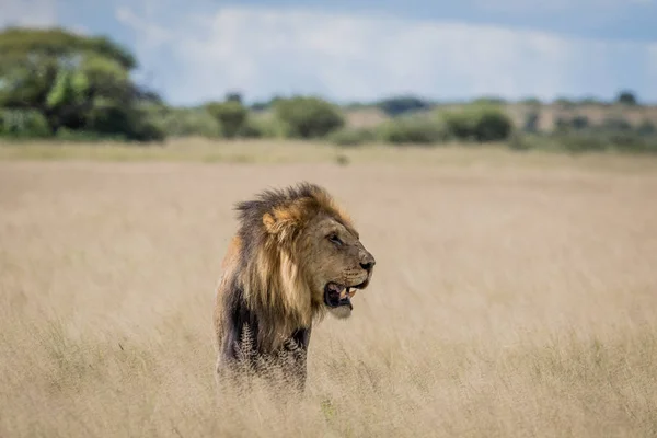 Male Lion in the high grass. — Stock Photo, Image