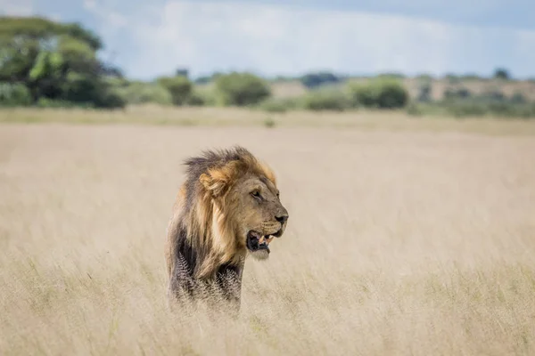 León macho en la hierba alta . — Foto de Stock