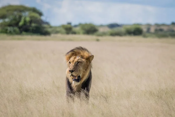 Чоловічий Лев високої трави. — стокове фото