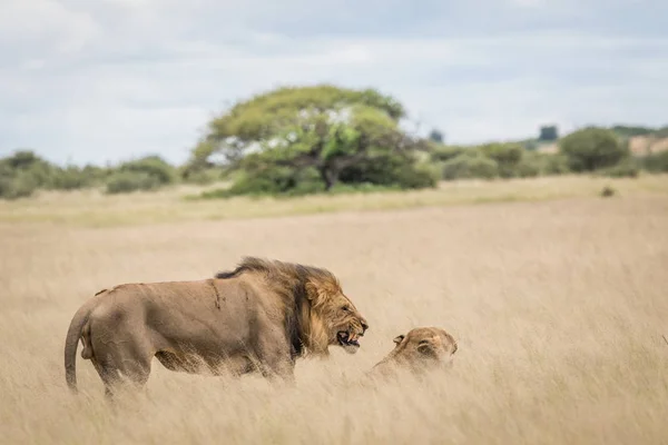 Párzás pár oroszlán magas fűben. — Stock Fotó