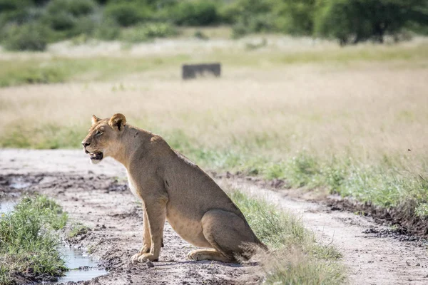 Toprak yolda oturan aslan.