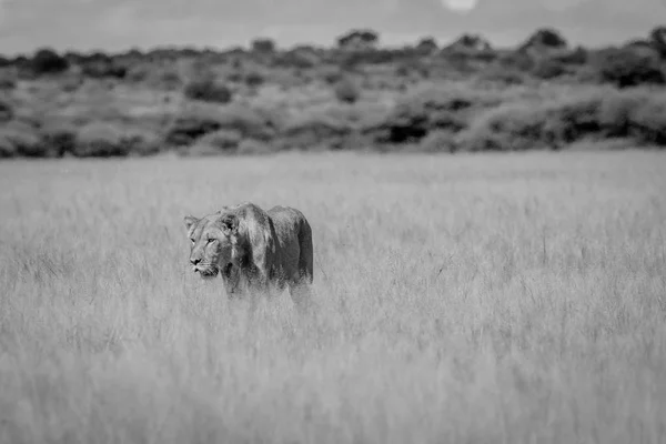 Löwe im hohen Gras in schwarz-weiß. — Stockfoto