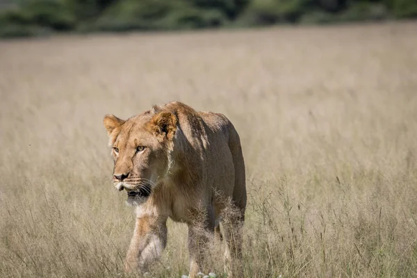 Leeuw in het hoge gras. — Stockfoto