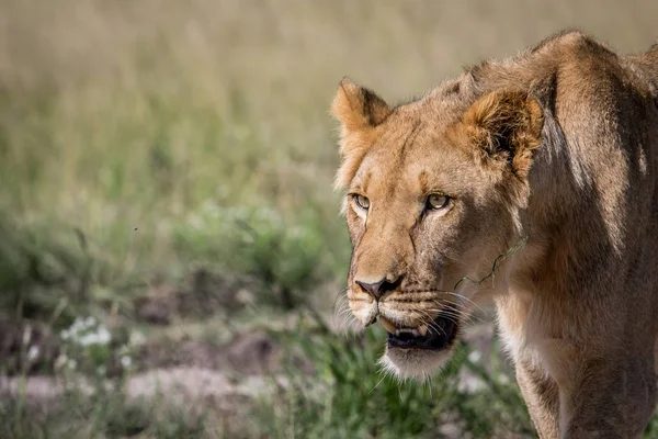 Profil latéral d'un jeune Lion mâle . — Photo