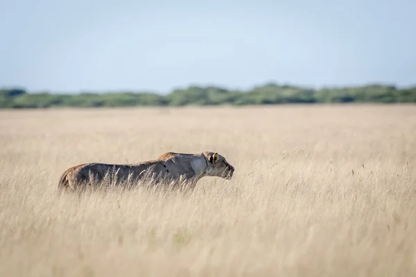 León en la hierba alta . — Foto de Stock