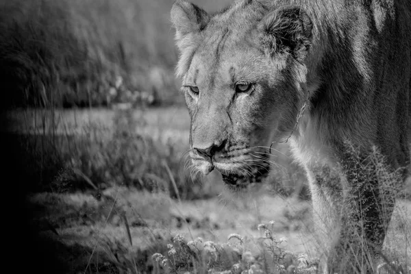 Close up of a young male Lion in black and white.