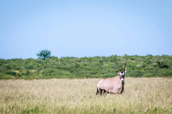 Gemsbok de pie en la hierba larga . — Foto de Stock
