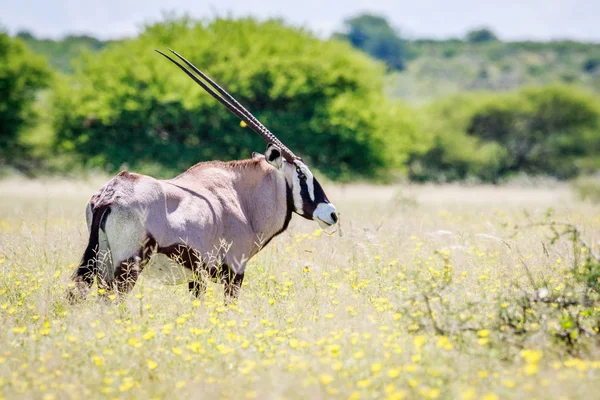 A Nyársas antilop, a hosszú fűben oldalán profilja. — Stock Fotó
