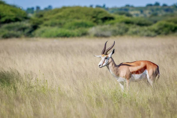 Perfil lateral de un Springbok en hierba larga . —  Fotos de Stock