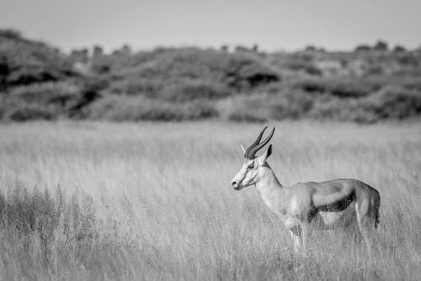 Perfil lateral de um Springbok em grama longa . — Fotografia de Stock
