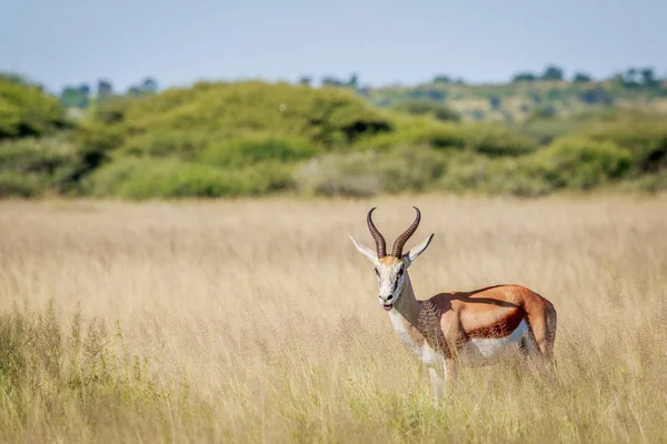 Protagonizada por Springbok en hierba larga . —  Fotos de Stock