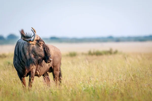 Perfil lateral de um gnu azul . — Fotografia de Stock