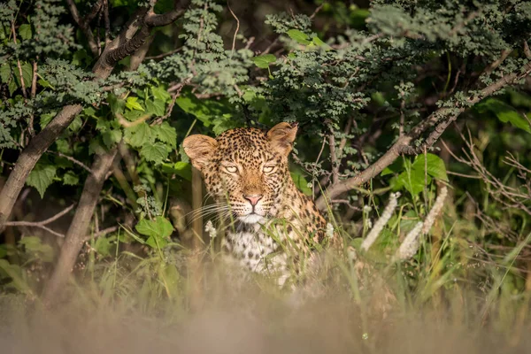 Mit Leoparden im Gebüsch. — Stockfoto