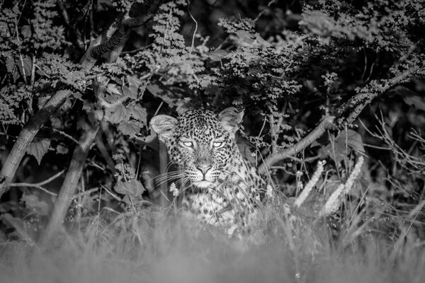 Starring Leopard in bushes in black and white.
