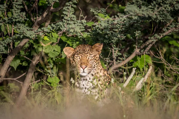 Mit Leoparden im Gebüsch. — Stockfoto
