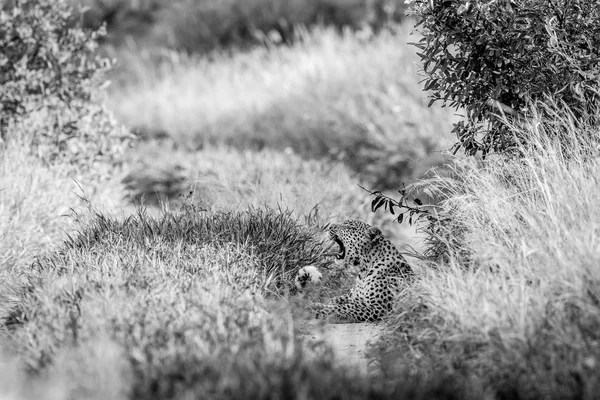 Леопард зевает в черно-белом . — стоковое фото