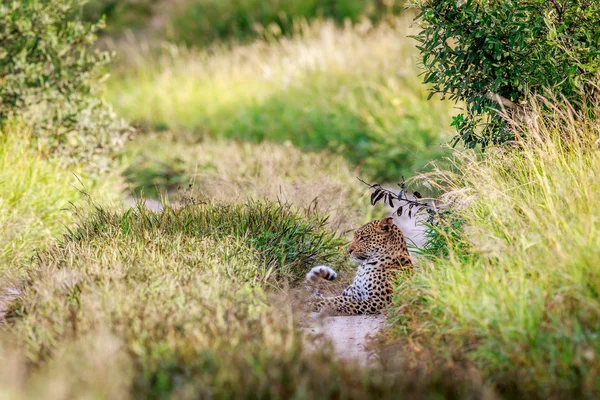Bir yolda döşeme leopar.