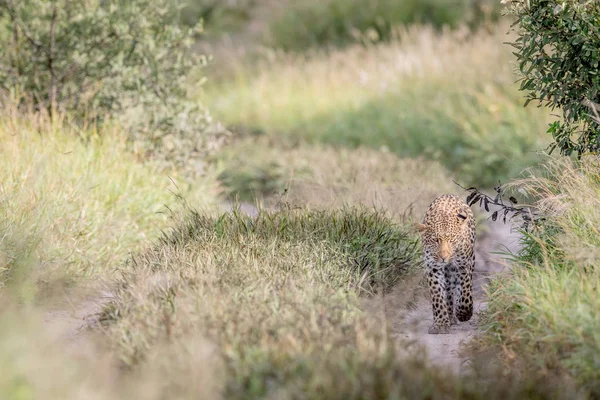Leopardo caminhando em direção à câmera . — Fotografia de Stock