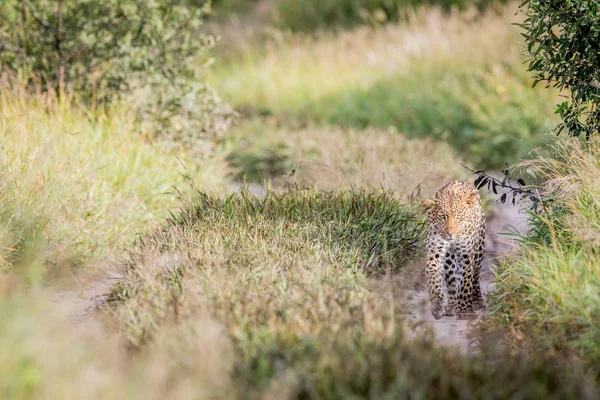 Kameranın doğru yürüyüş leopar.