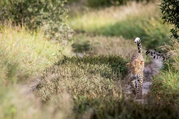 Kameranın doğru yürüyüş leopar.