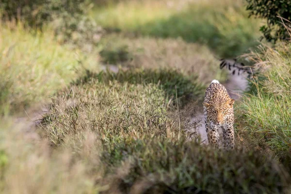 Kameranın doğru yürüyüş leopar.