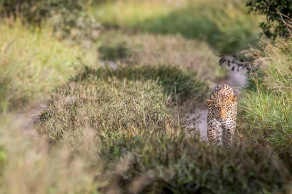 Leopardo caminando hacia la cámara . —  Fotos de Stock