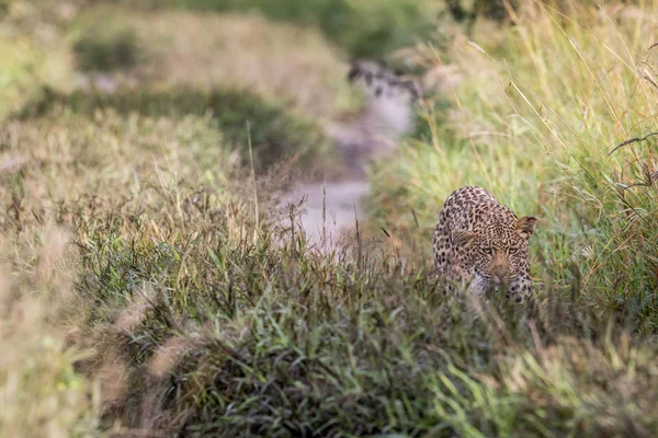 Leopard walking towards the camera. — Stock Photo, Image