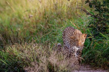 Kameranın doğru yürüyüş leopar.
