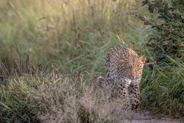 Kameranın doğru yürüyüş leopar.